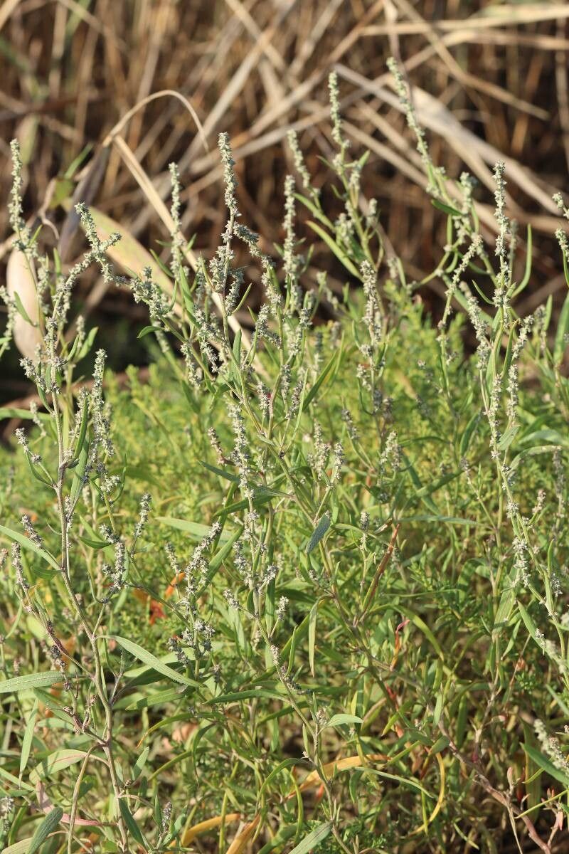 Atriplex patens flower