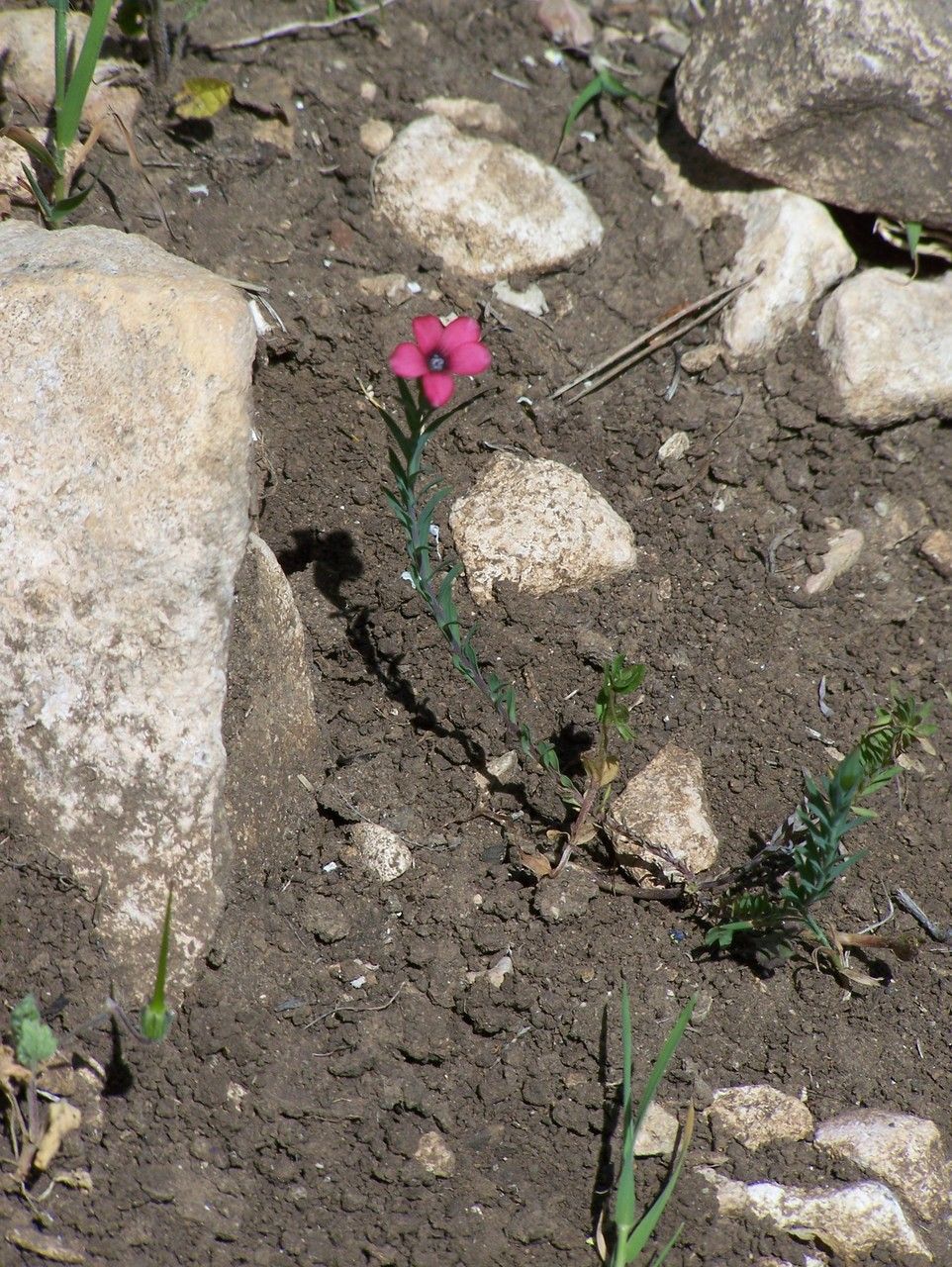 Linum decumbens habit