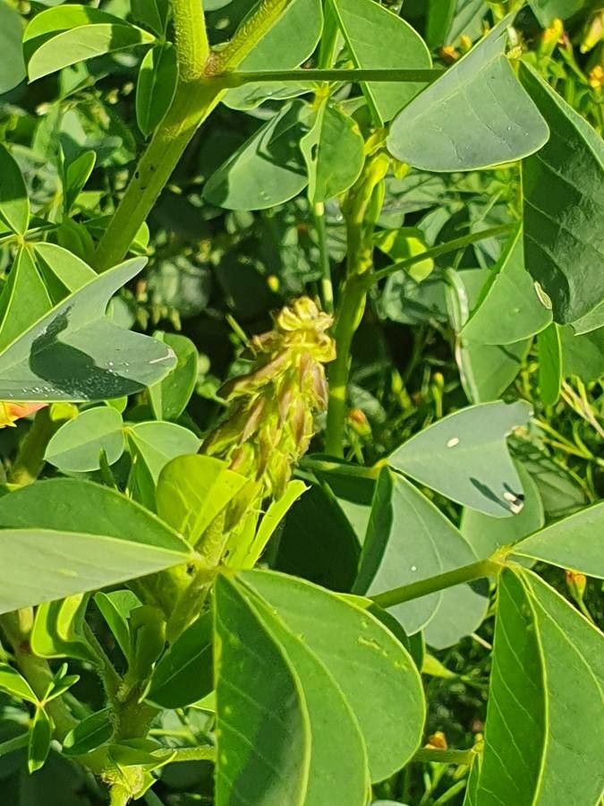Crotalaria deflersii flower