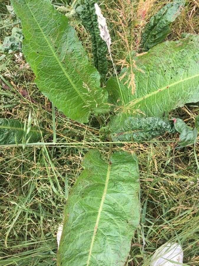 Rumex x pratensis habit