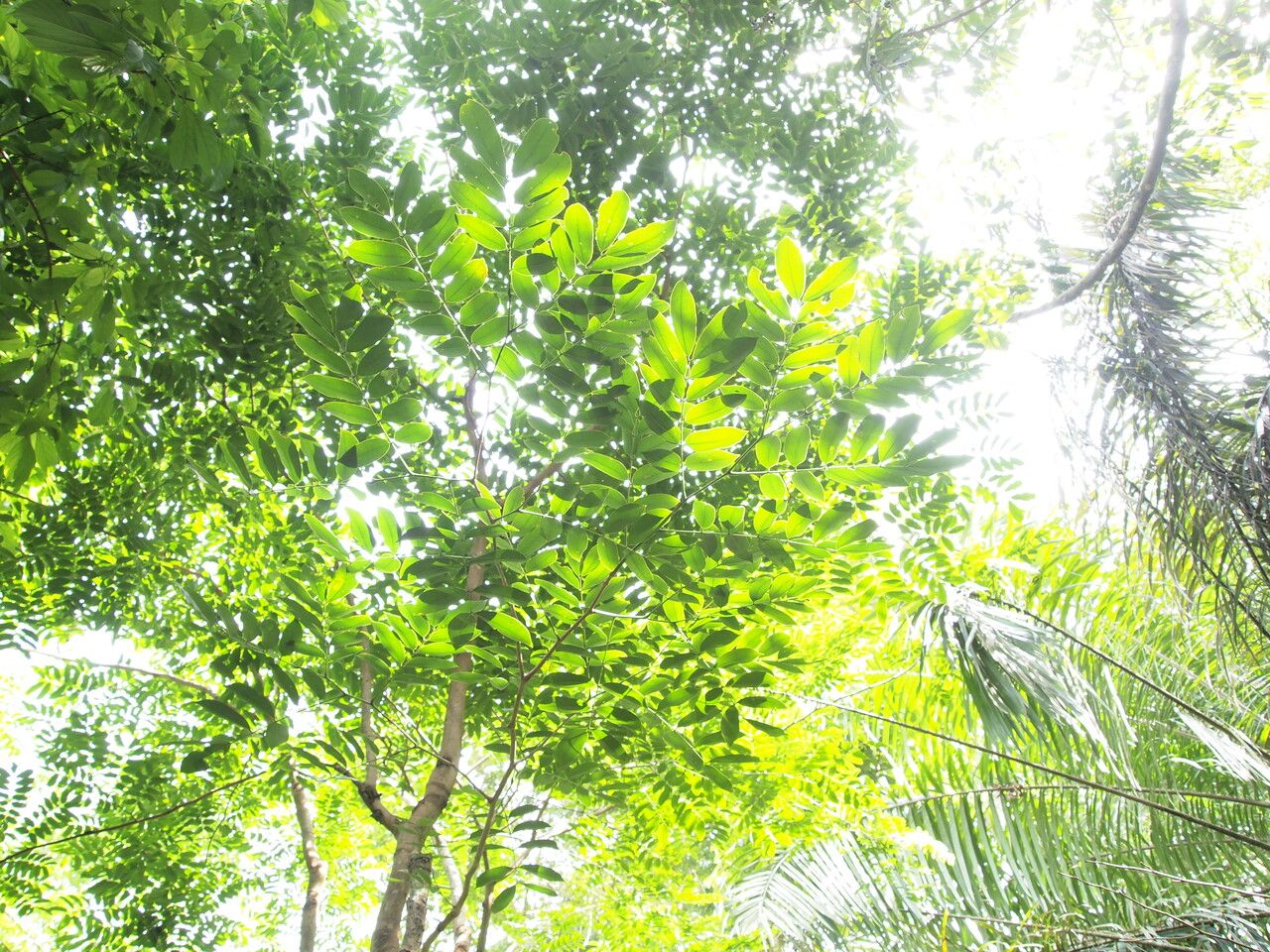 Afzelia bipindensis — search result for 'Gabon'