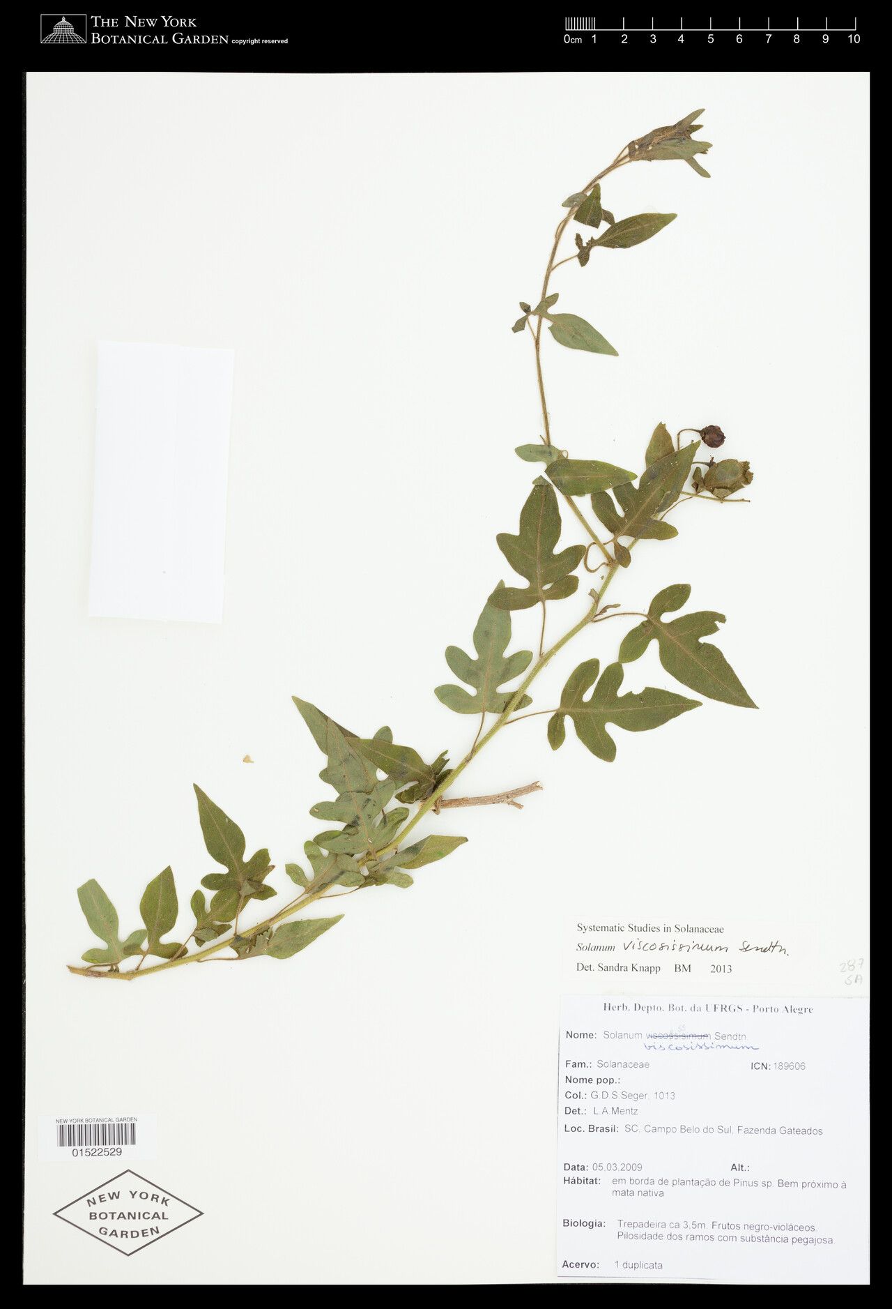 Solanum viscosissimum — houseplant care guide