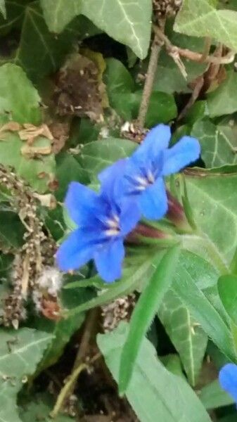 Buglossoides purpurocaerulea fruit