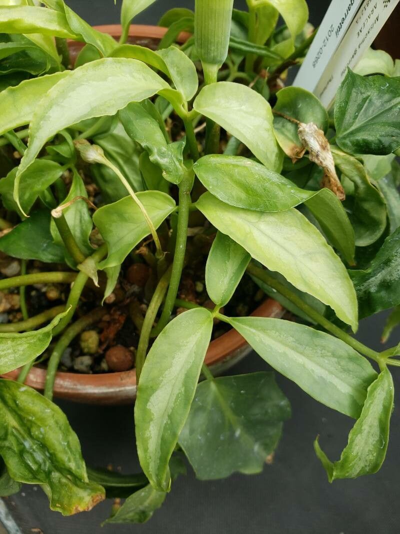 Arisaema garrettii leaf