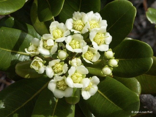 Xanthostemon velutinus flower