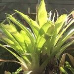 Guzmania lingulata