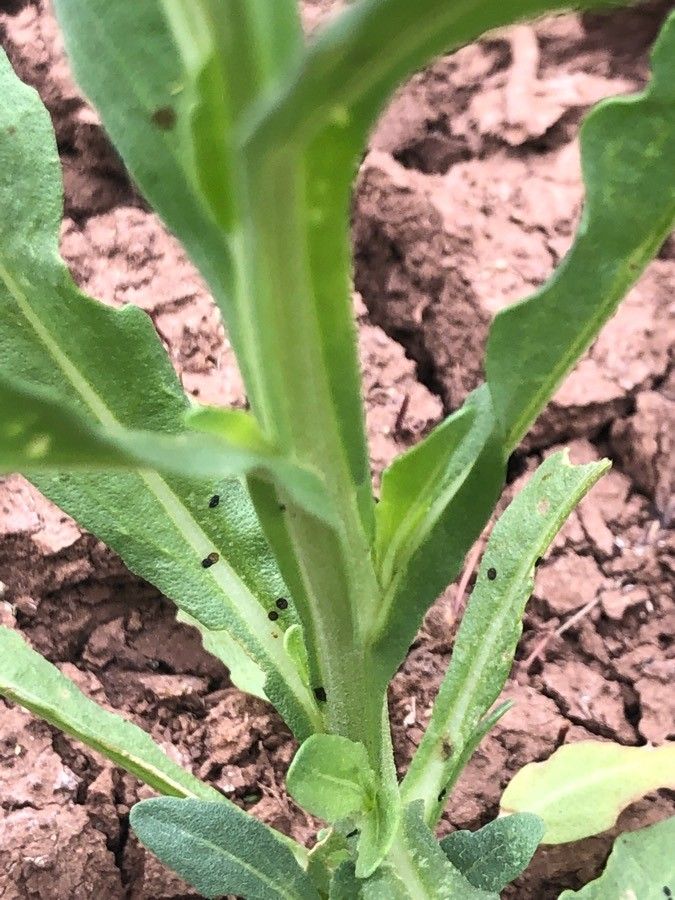 Helenium microcephalum other