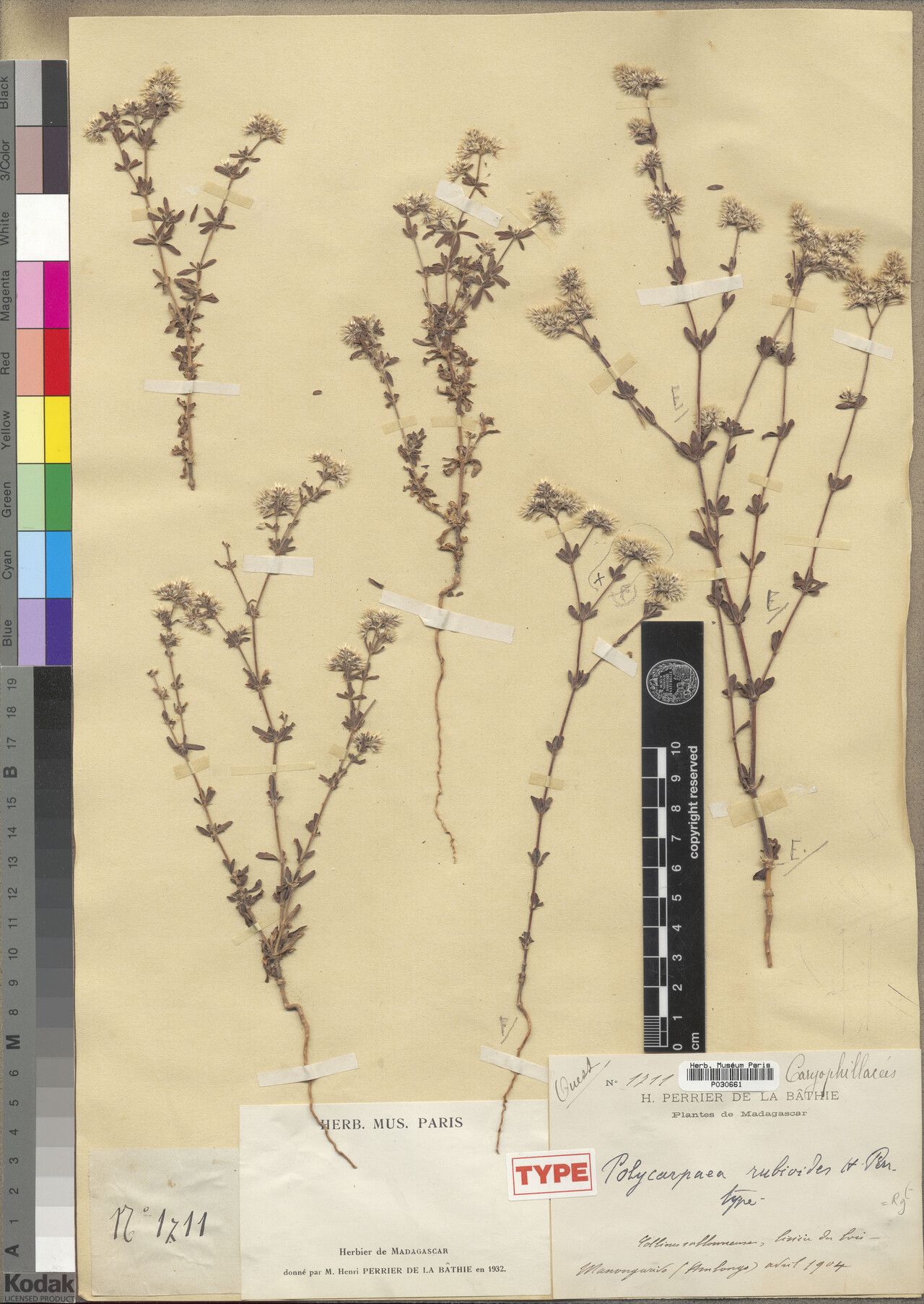 Polycarpaea rubioides — houseplant care guide