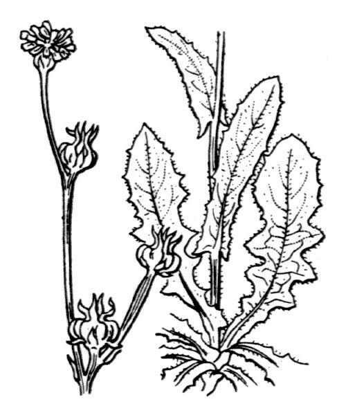 Crepis zacintha other