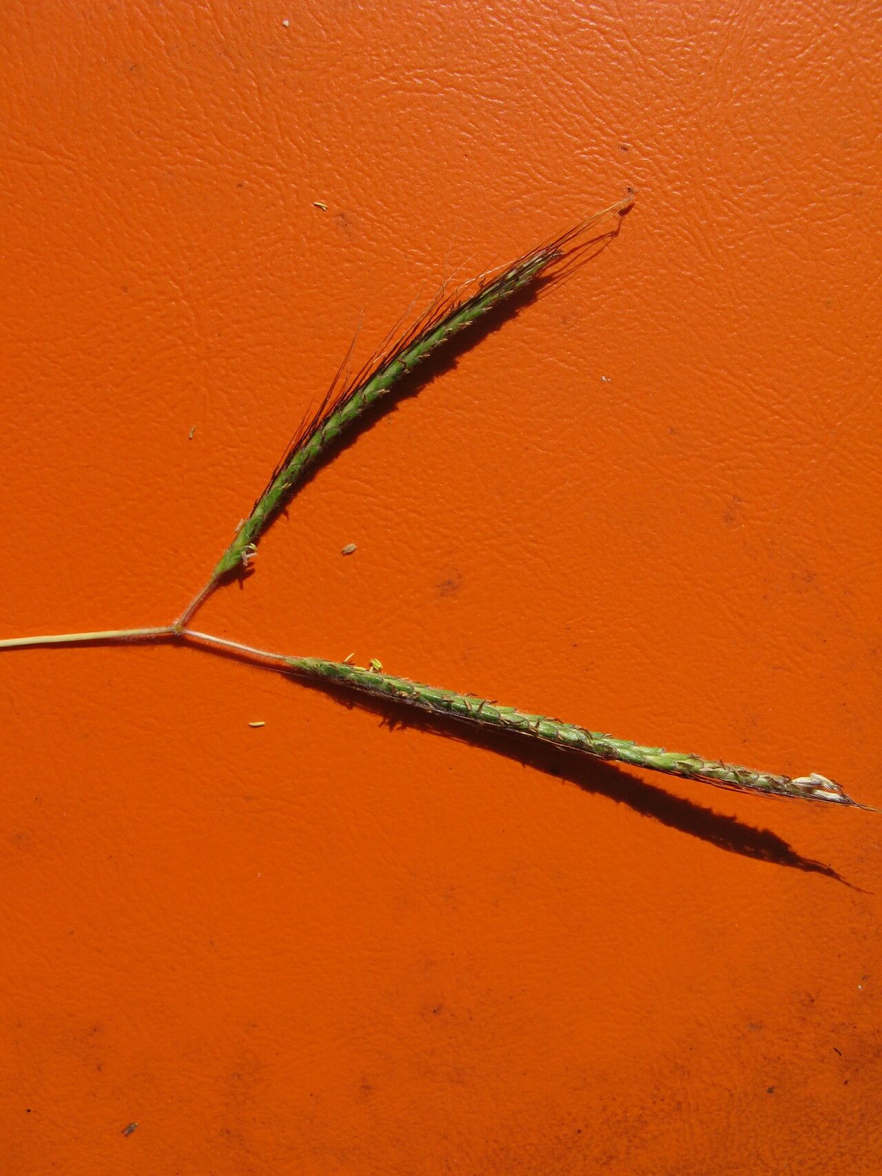 Dichanthium aristatum — related species from the same genus