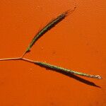 Dichanthium aristatum