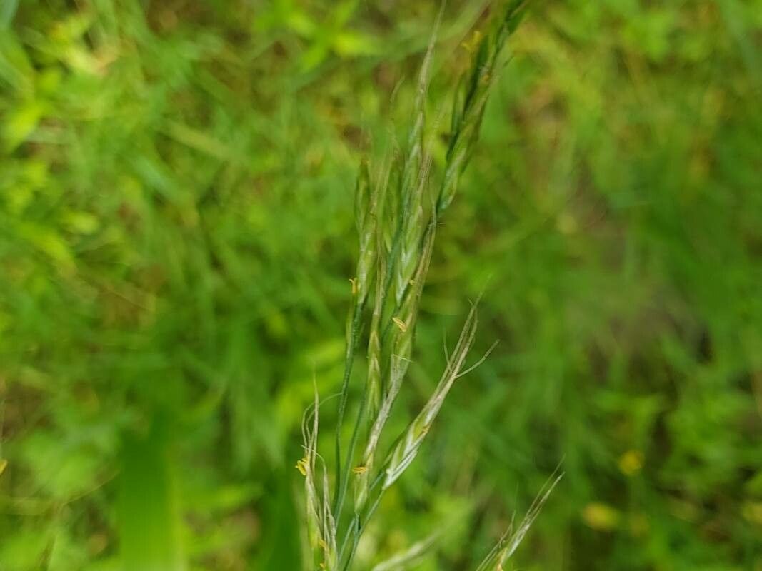 Schedonorus giganteus flower