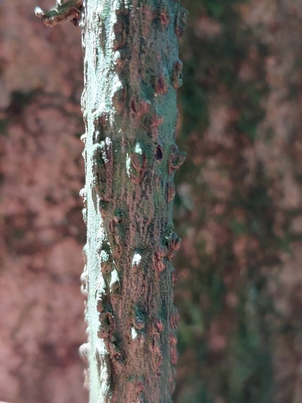 Piper madagascariense bark