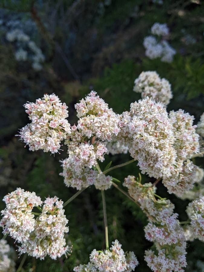 Eriogonum fasciculatum flower