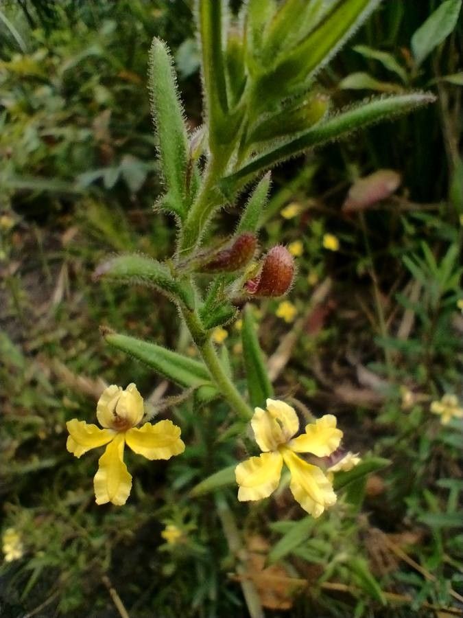 Goodenia heterophylla flower