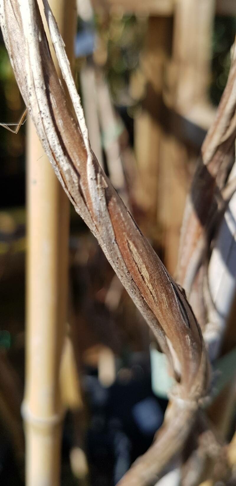 Lonicera × tellmanniana bark