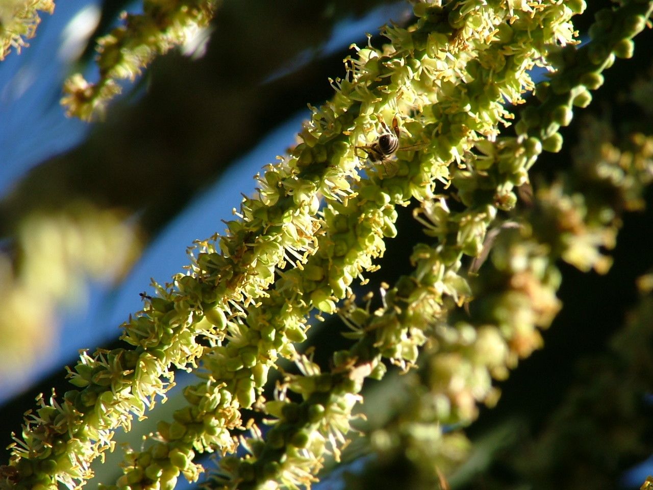 Dictyosperma album flower