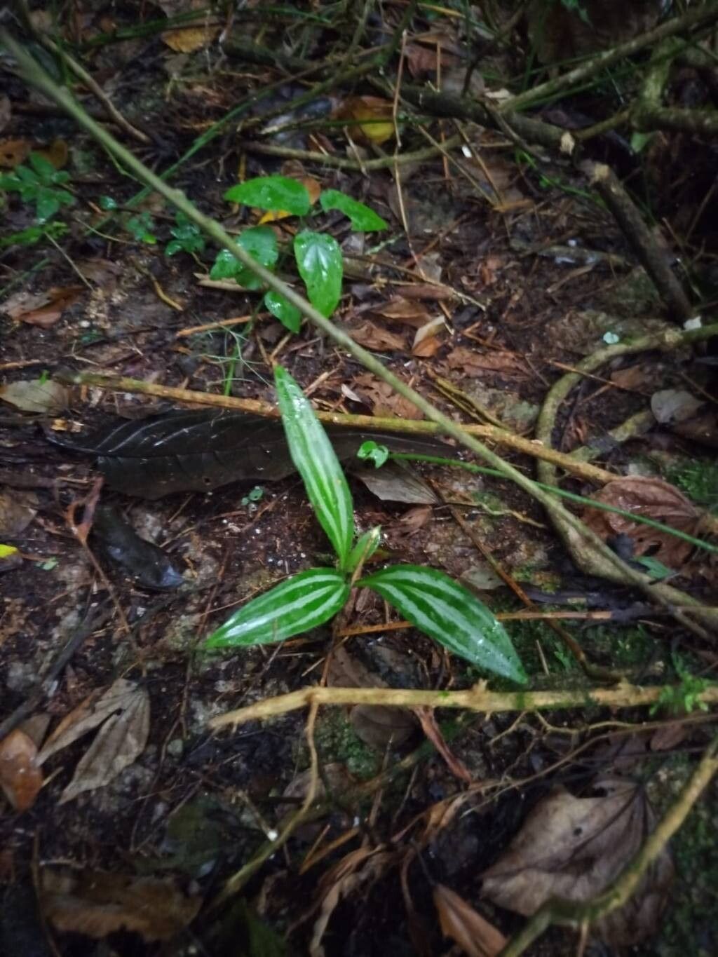 Cyclopogon longibracteatus — related species from the same genus
