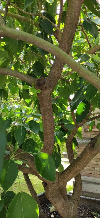 Oreopanax capitatus bark