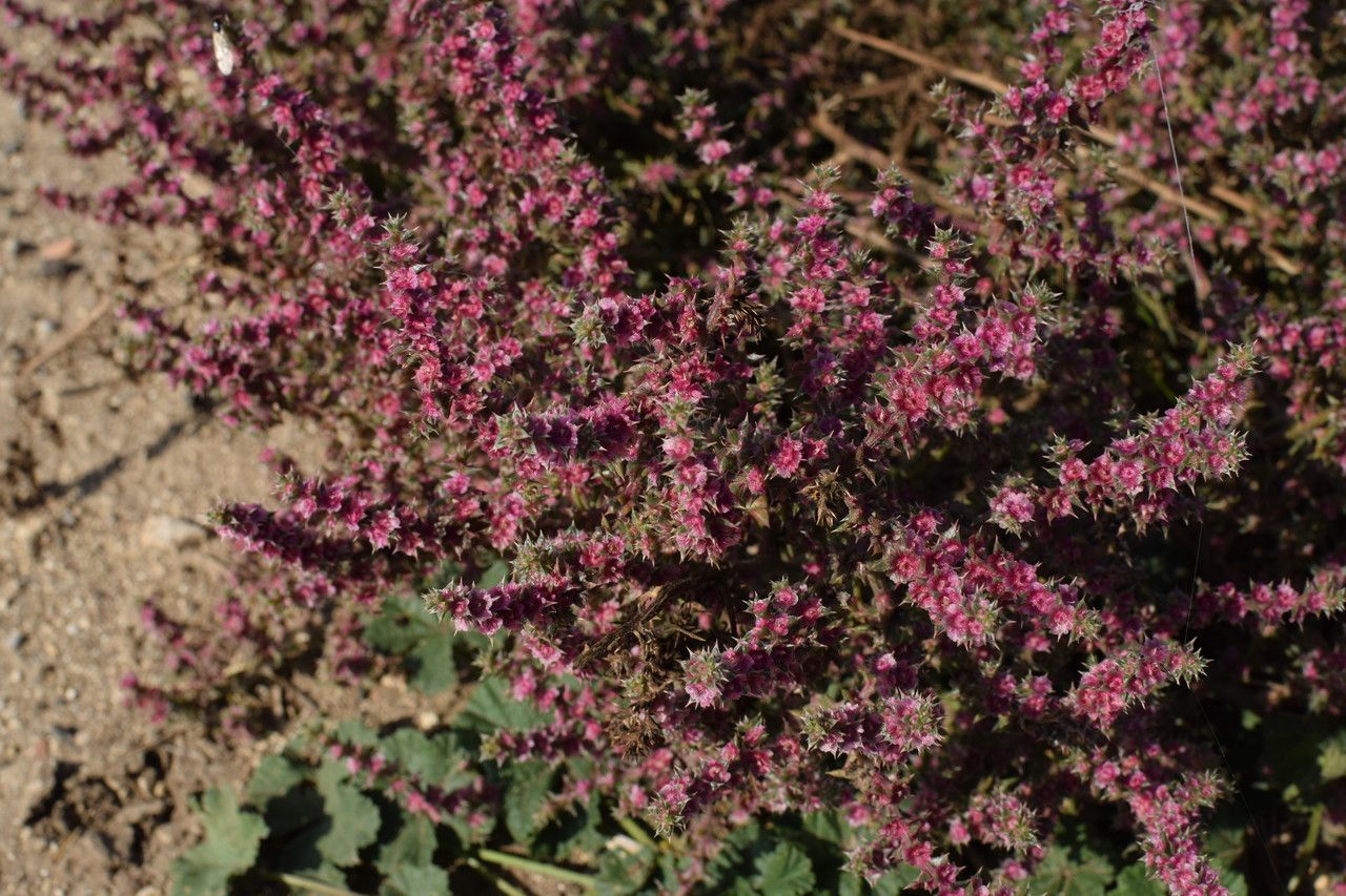 Salsola tragus — houseplant care guide