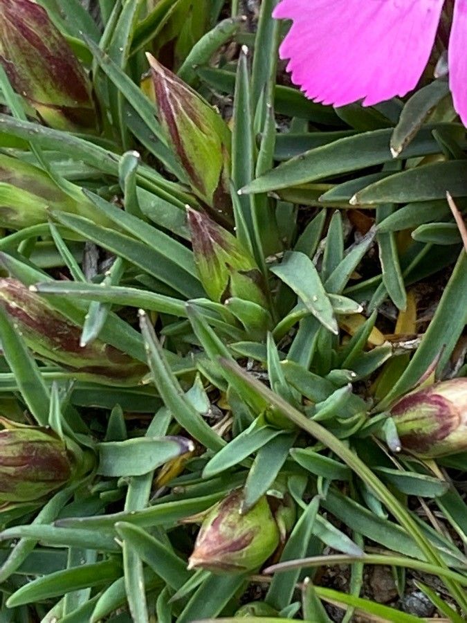 Dianthus pavonius leaf