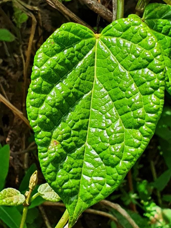 Cynanchum gonoloboides leaf