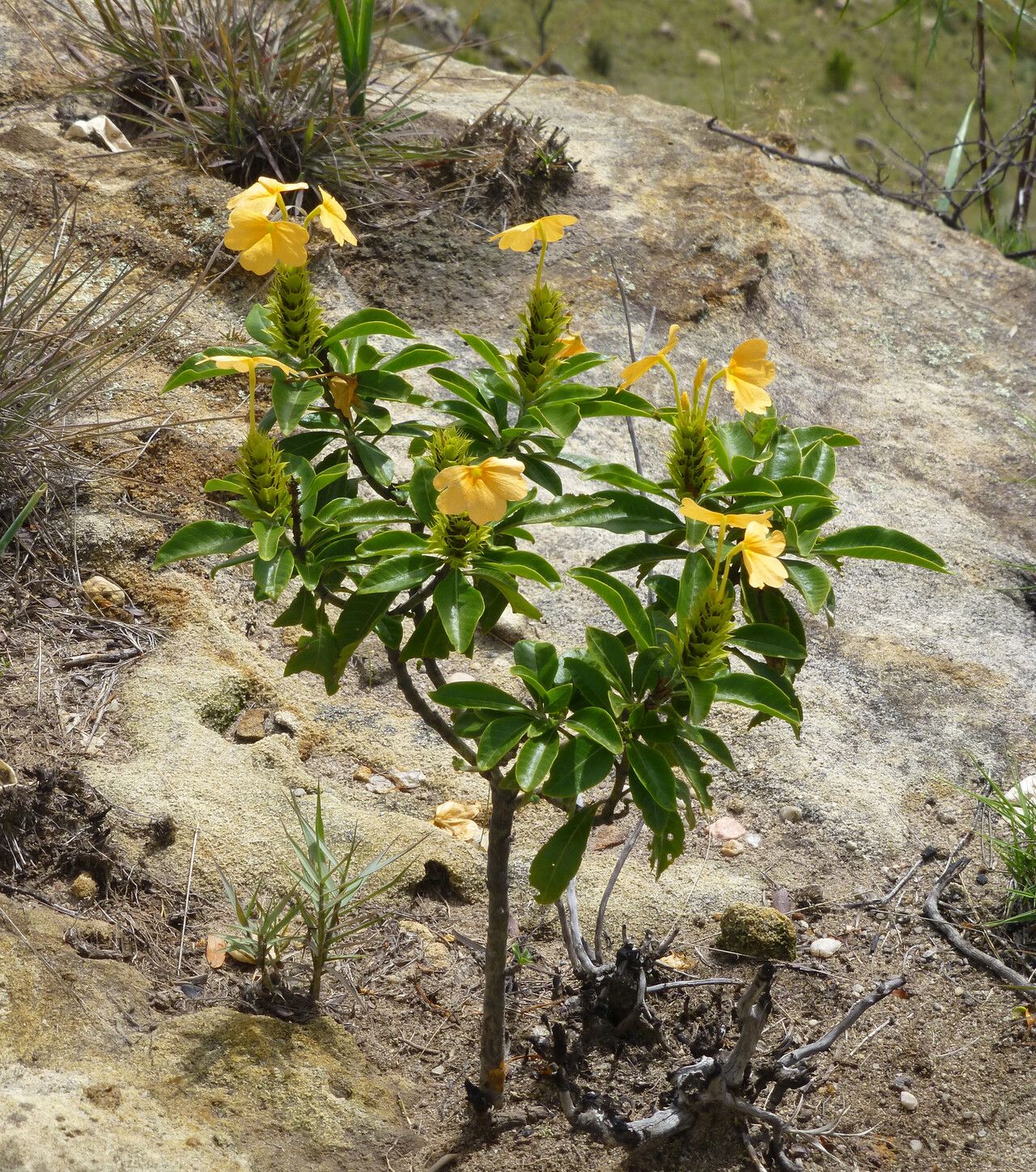 Crossandra isaloensis — search result for 'Crossandra'