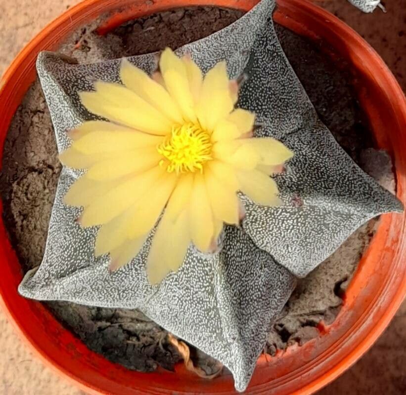 Astrophytum myriostigma flower