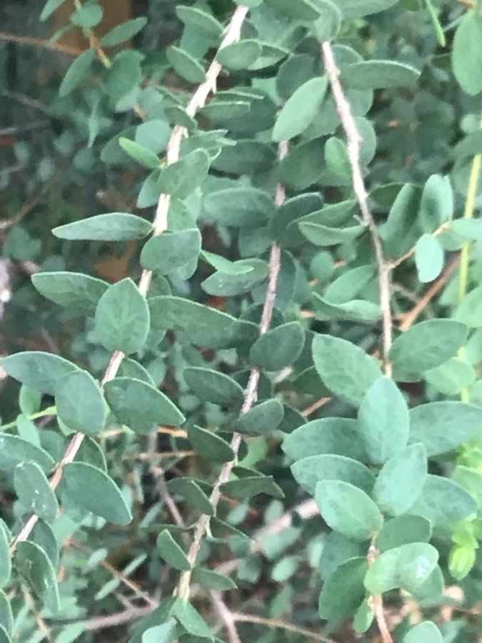 Melaleuca elliptica — houseplant care guide