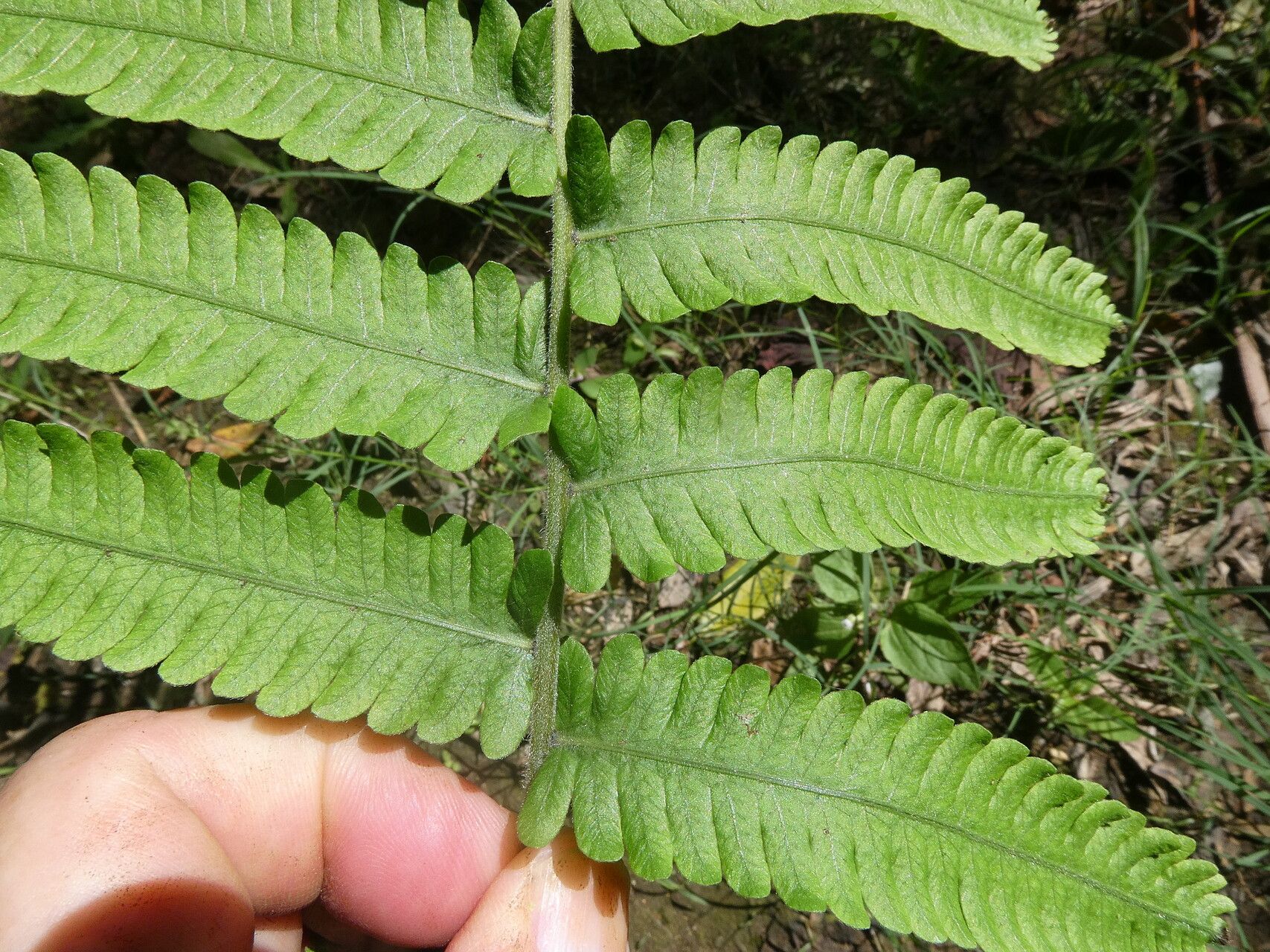 Thelypteris decussata — search result for 'Thelypteris'