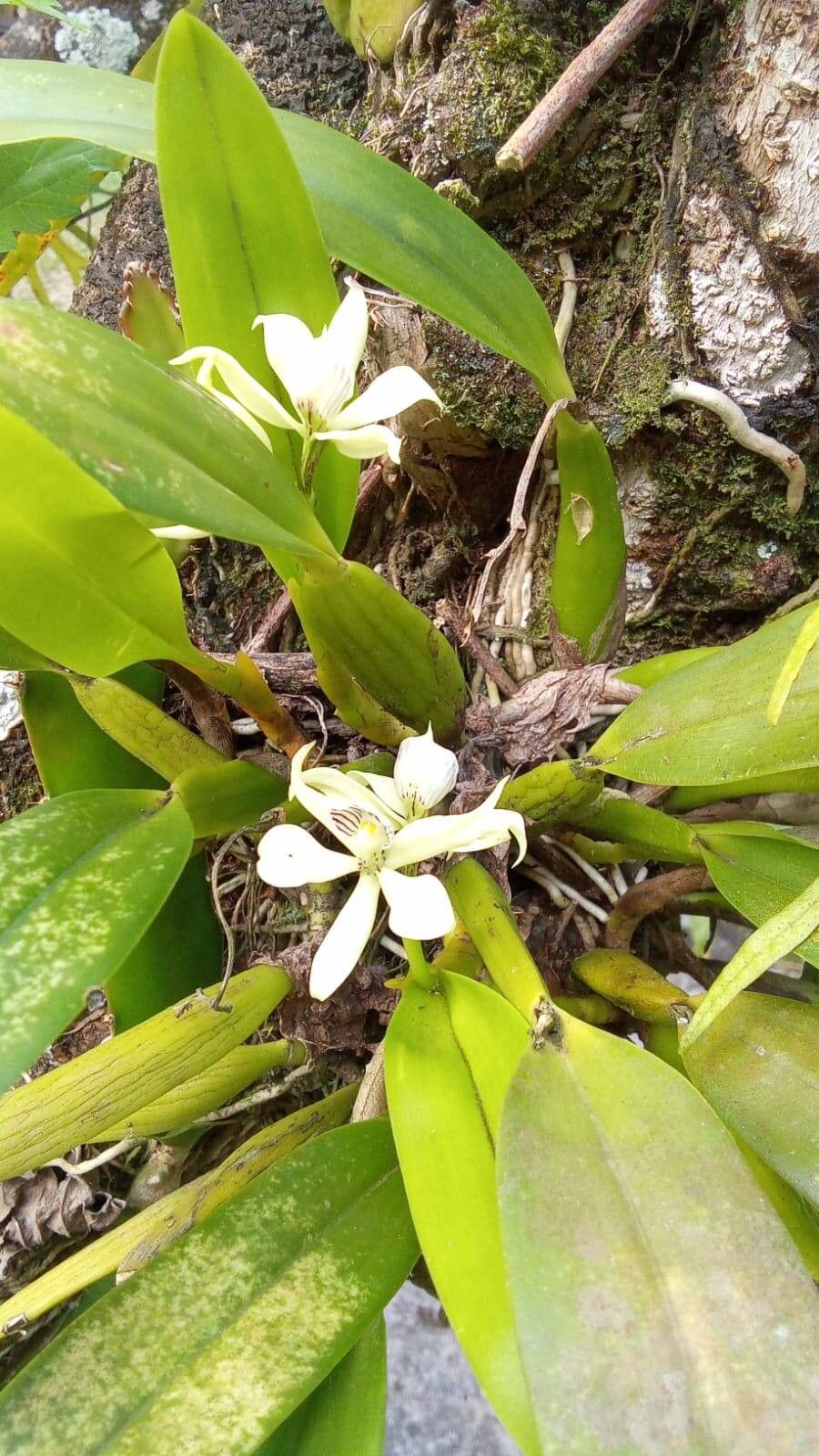 Prosthechea aemula — related species from the same genus