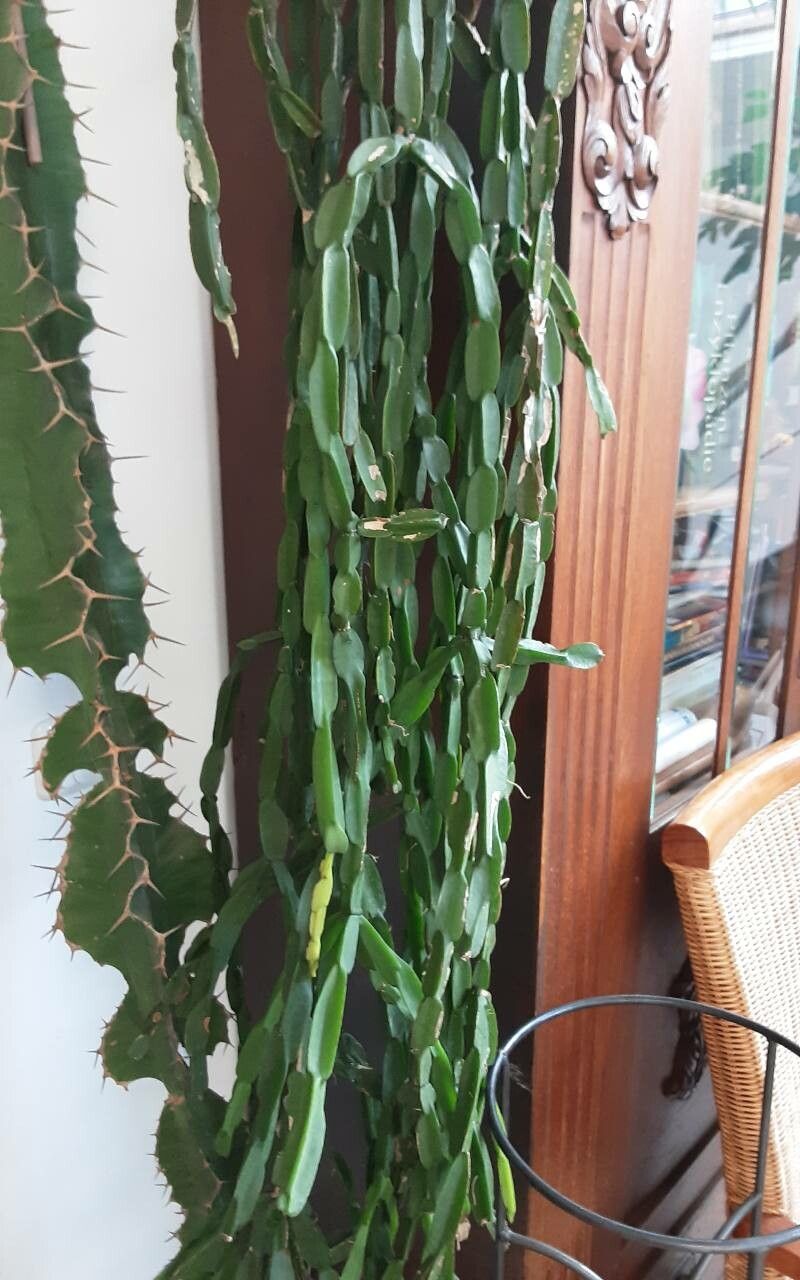 Rhipsalis paradoxa bark