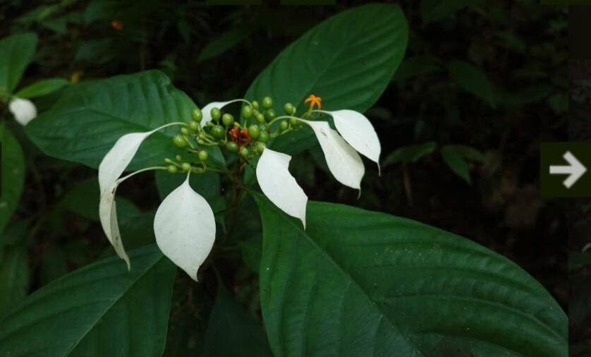 Mussaenda wallichii leaf