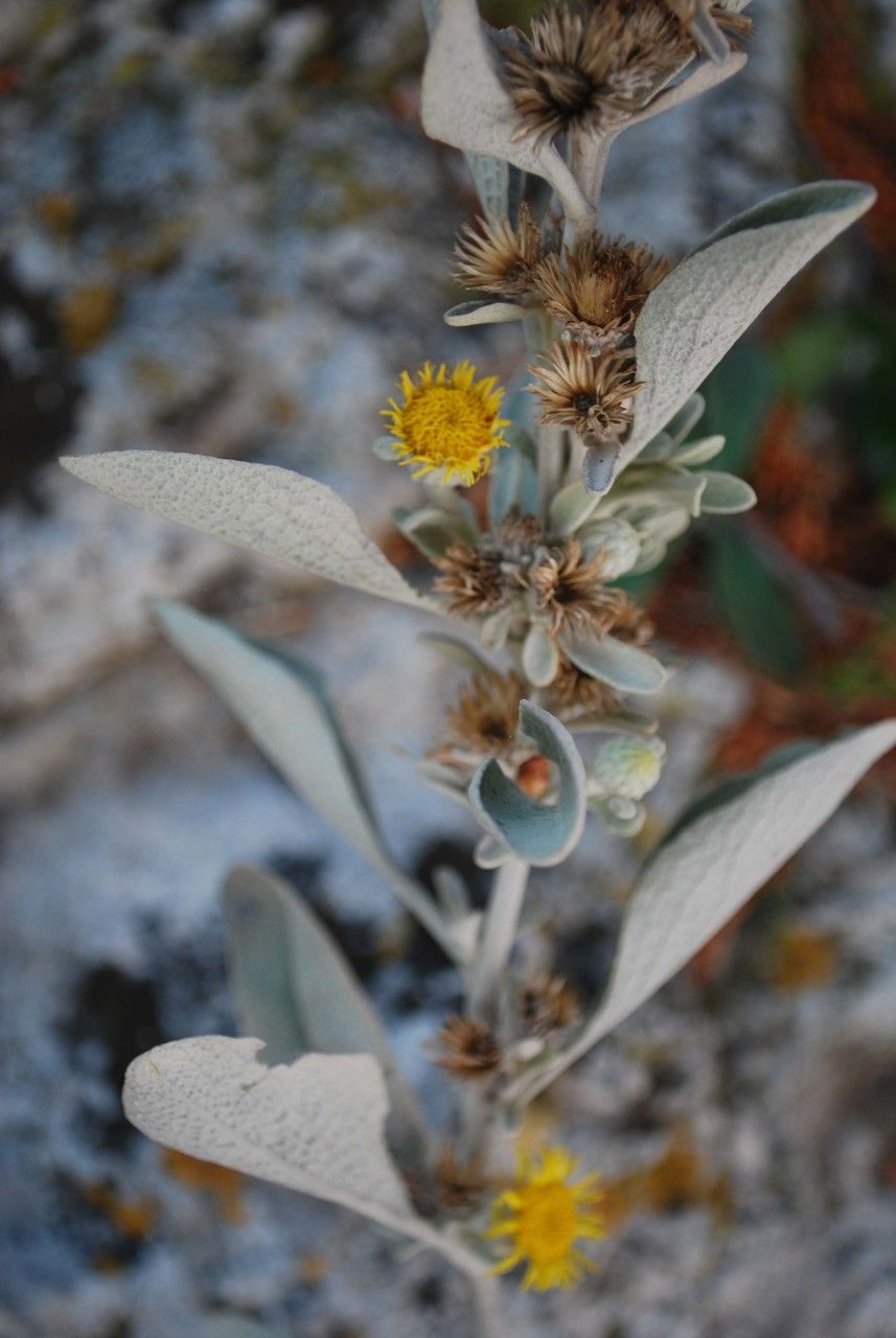 Hazardia detonsa flower