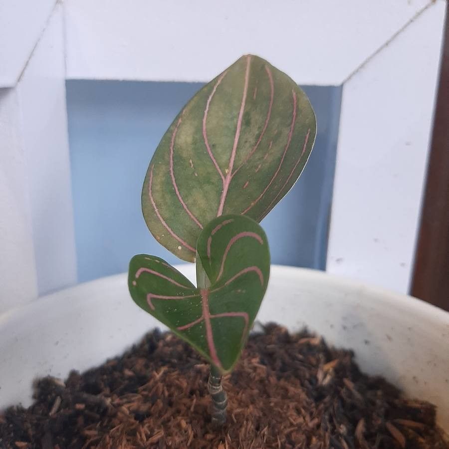 Aglaonema rotundum flower