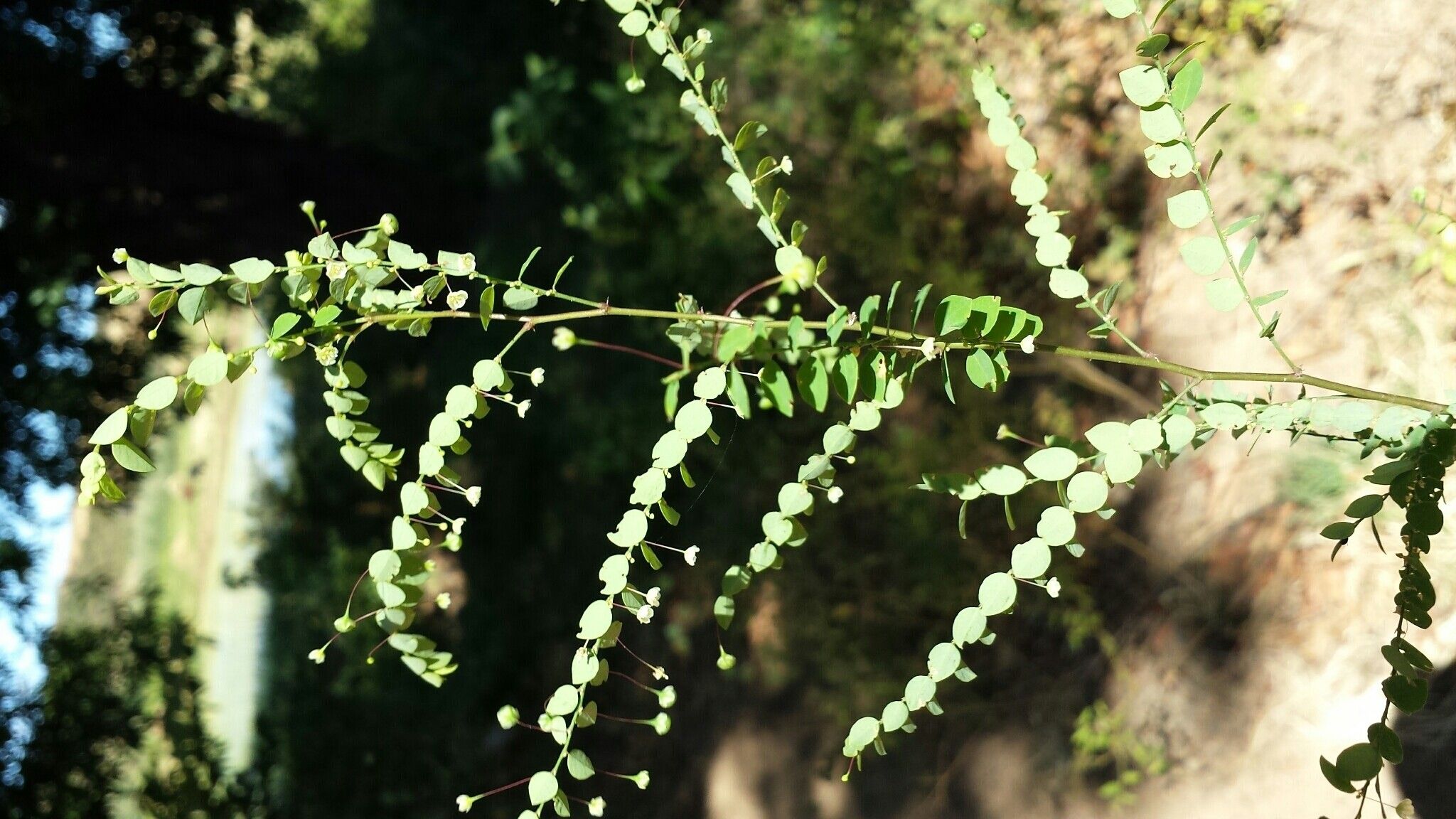 Phyllanthus nummulariifolius habit