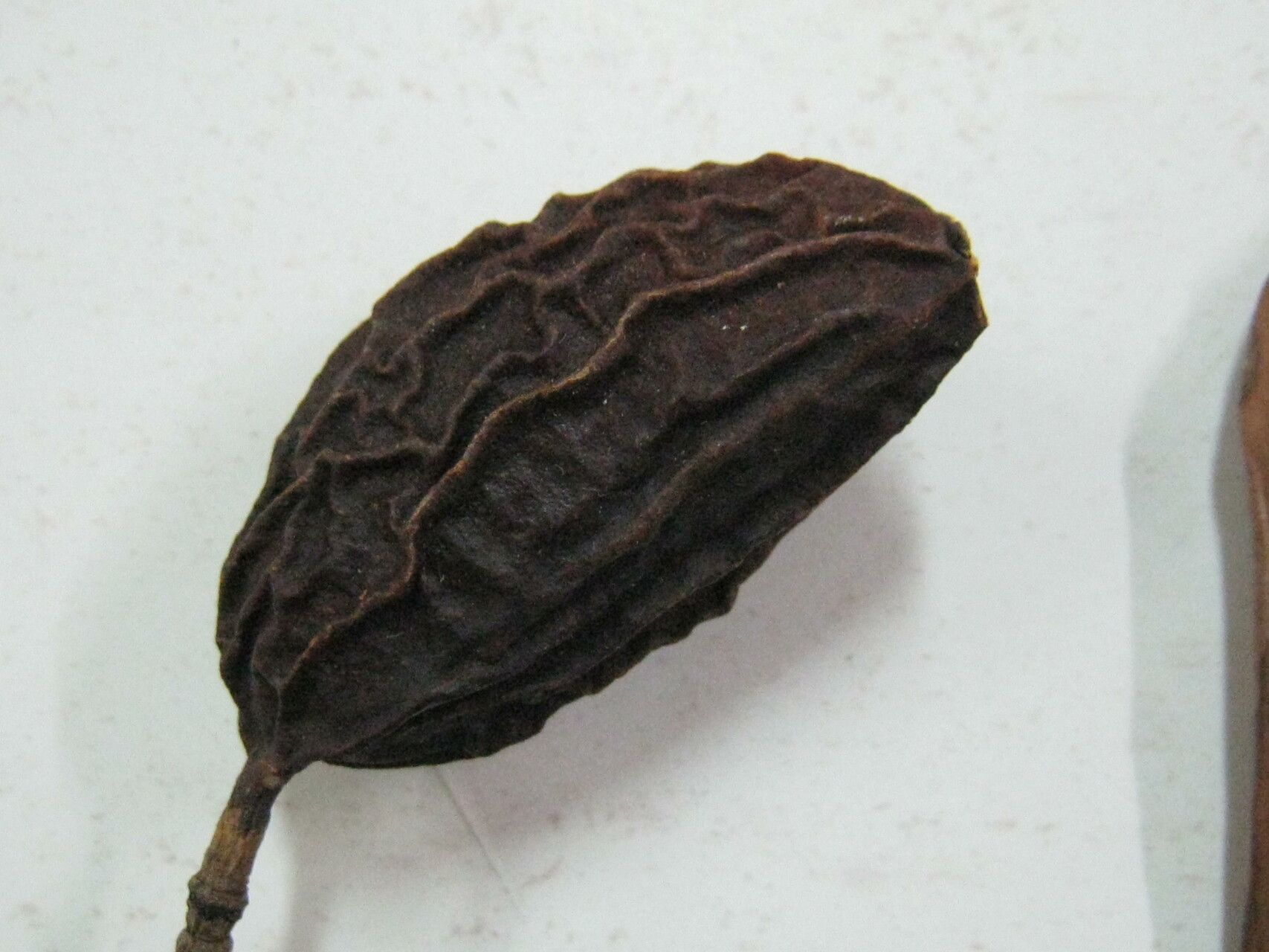 Andira surinamensis other