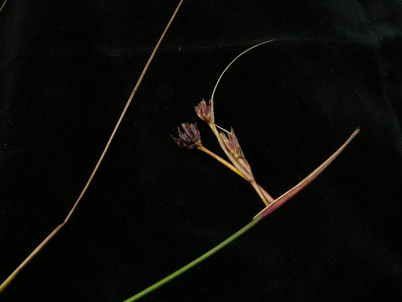 Juncus himalensis habit
