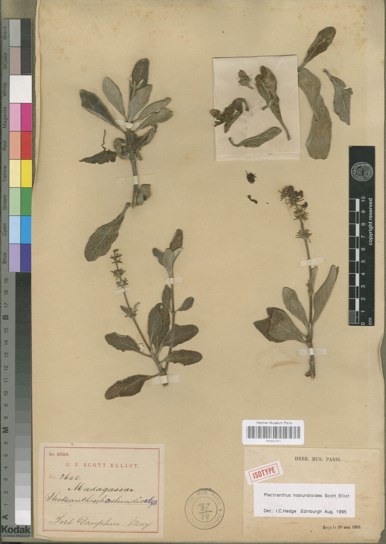 Plectranthus hoslundioides — search result for 'Plectranthus'