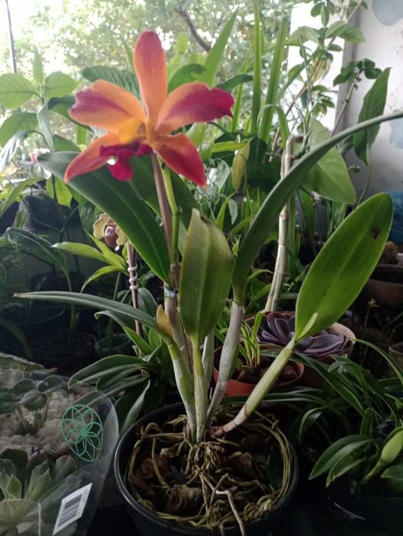 Cattleya wittigiana leaf