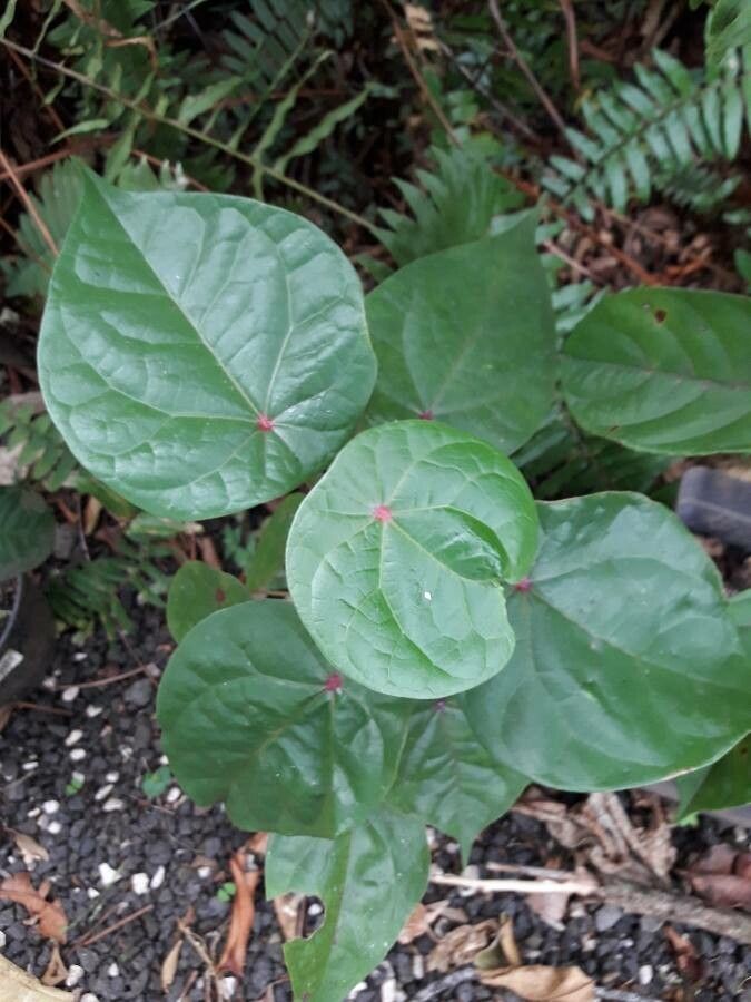 Hernandia sonora — houseplant care guide