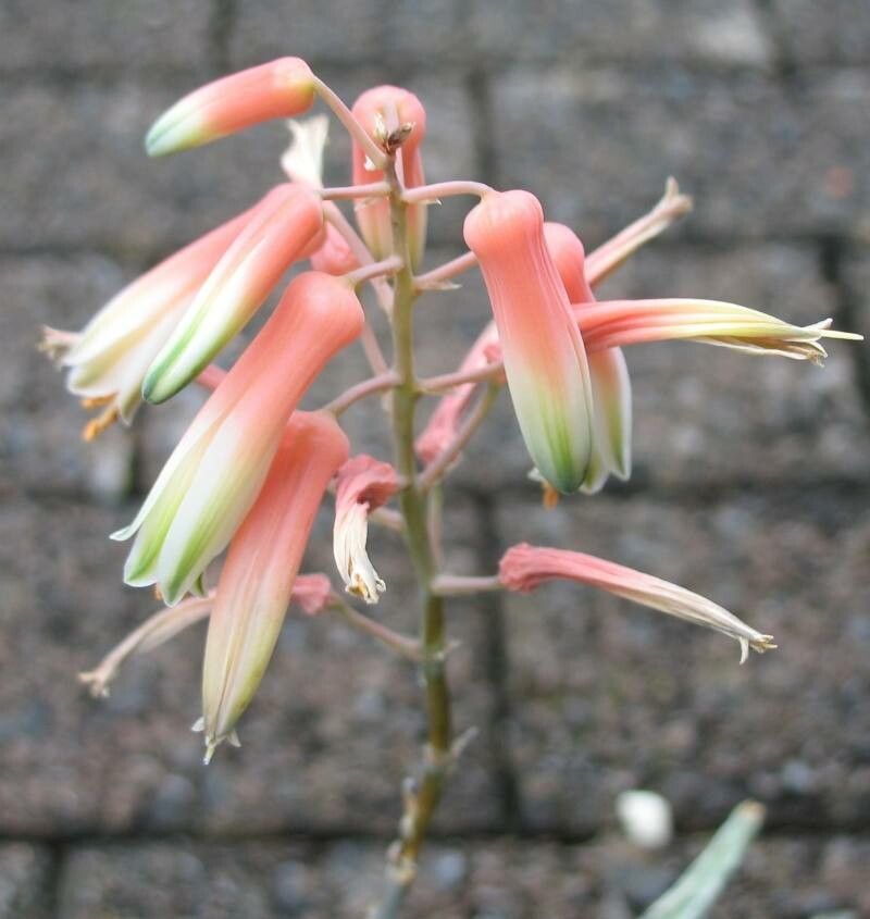 Aloe rauhii flower