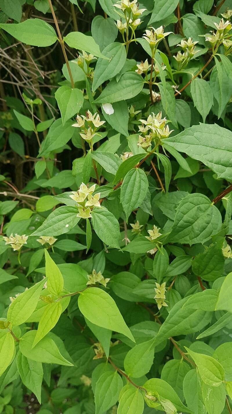Philadelphus karwinskyanus flower