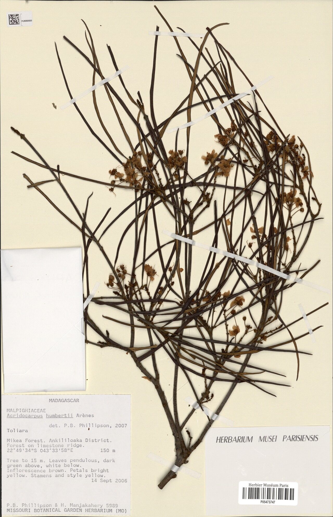 Acridocarpus humbertii — search result for 'Acridocarpus'