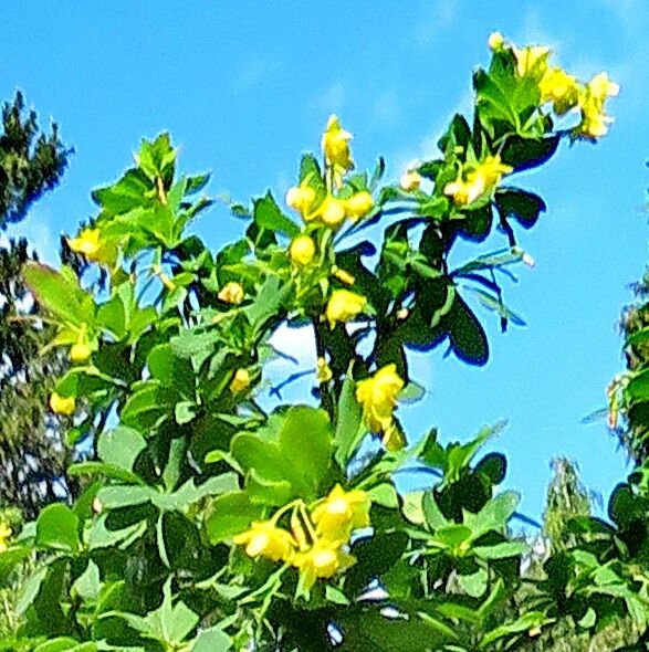 Berberis yunnanensis flower