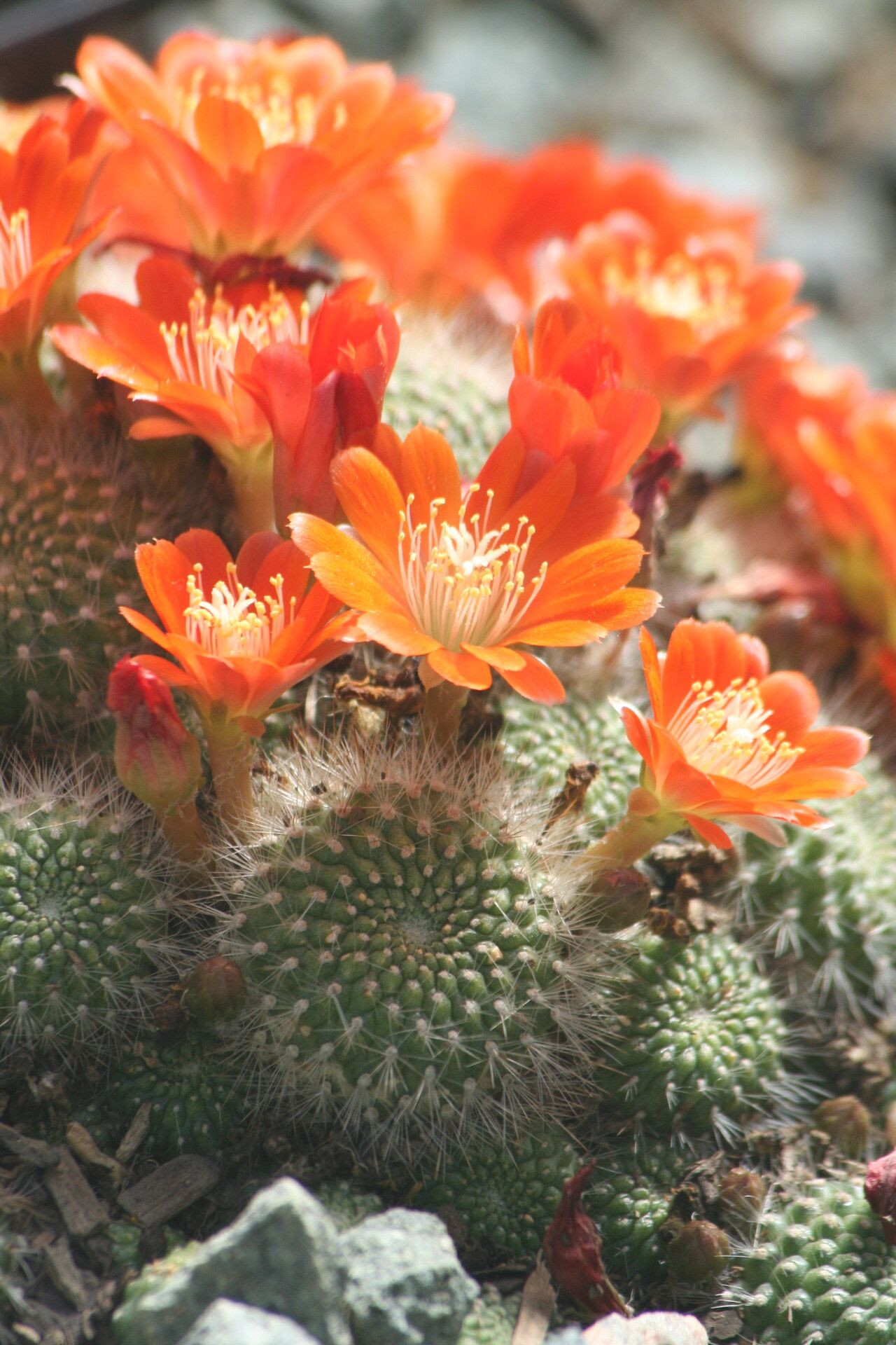 Rebutia fiebrigii flower