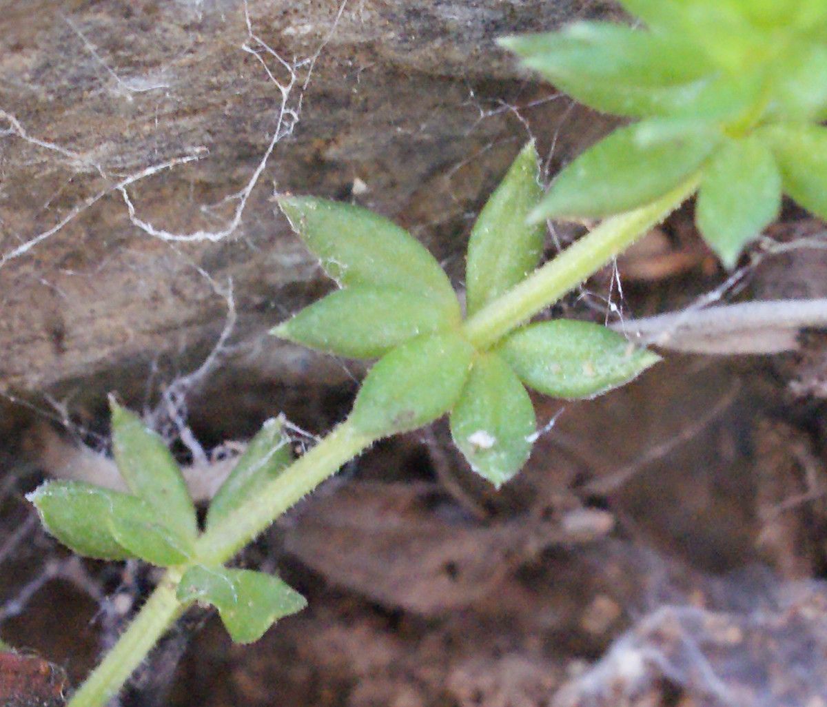 Galium minutulum other