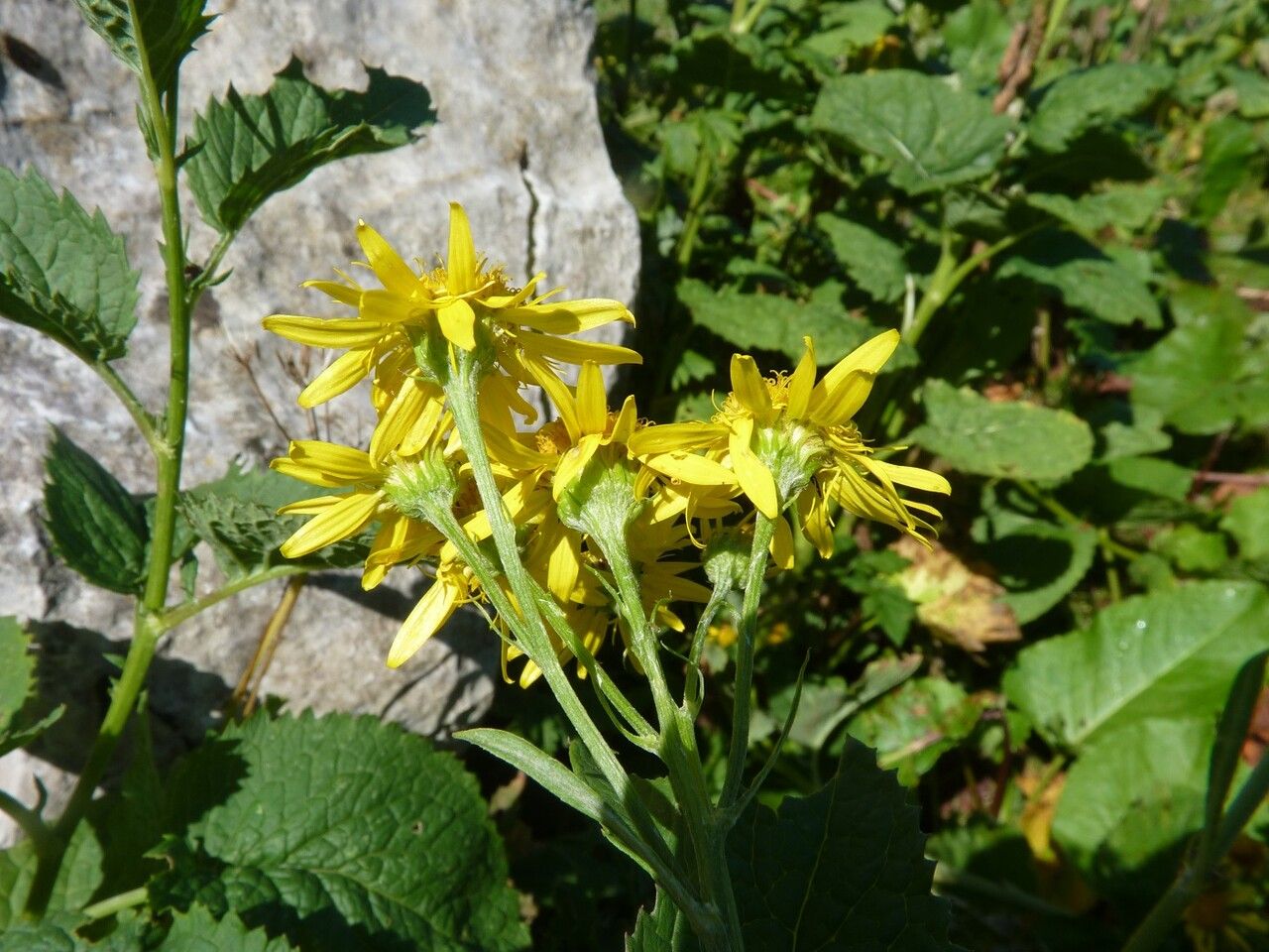 Jacobaea alpina flower