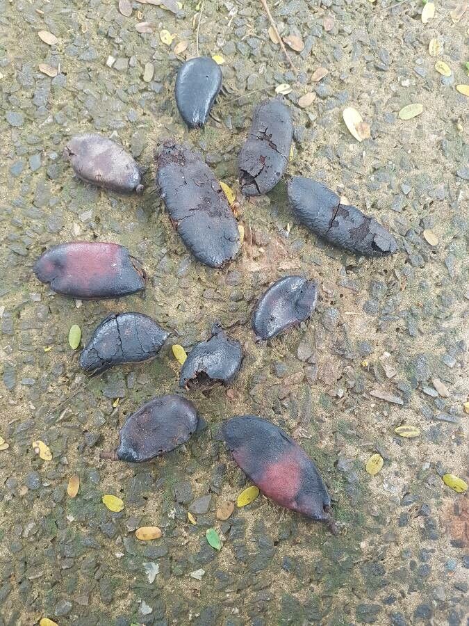 Caesalpinia ferrea fruit