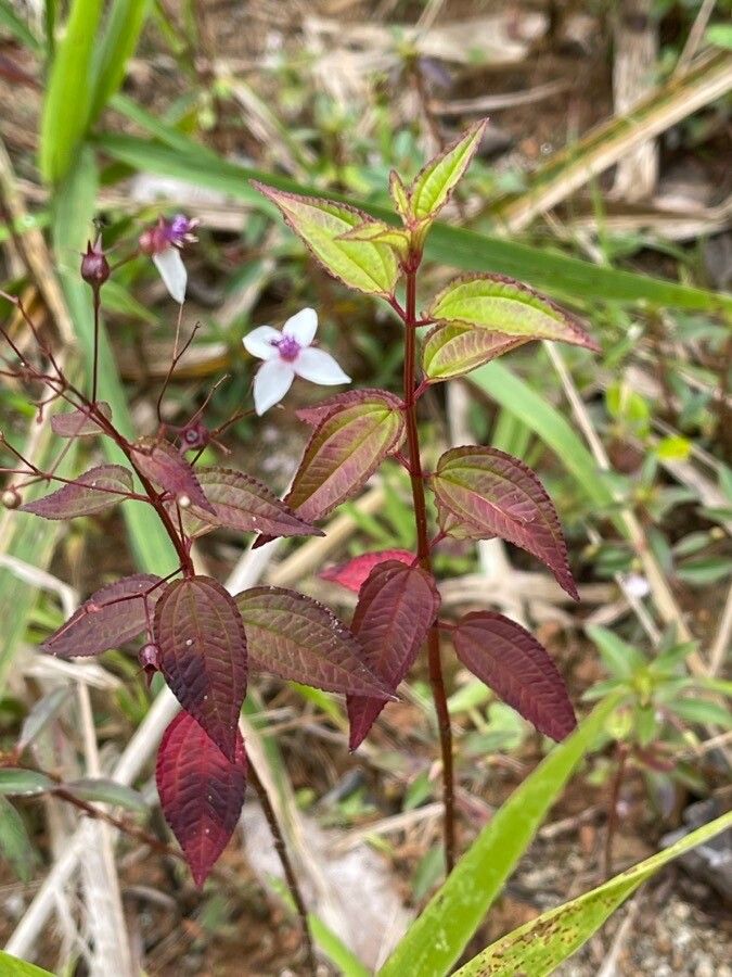 Nepsera aquatica flower